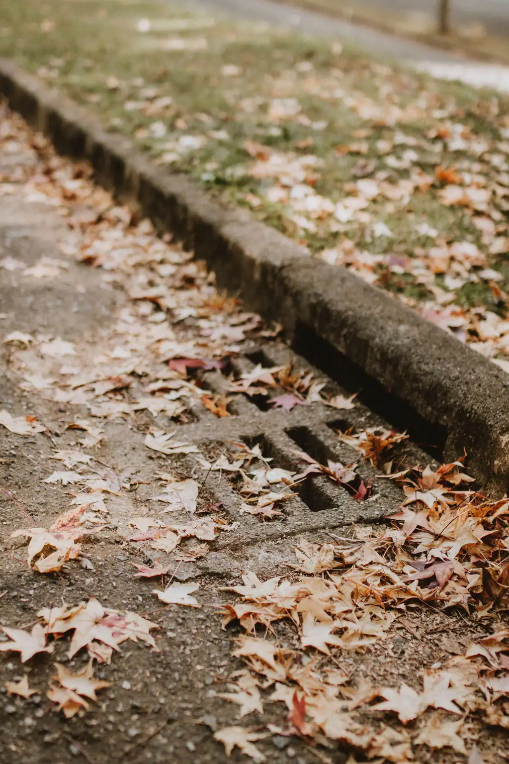 Storm drain blocked with leaves and debris, emergency drain clearance by The Drain Masters Swindon