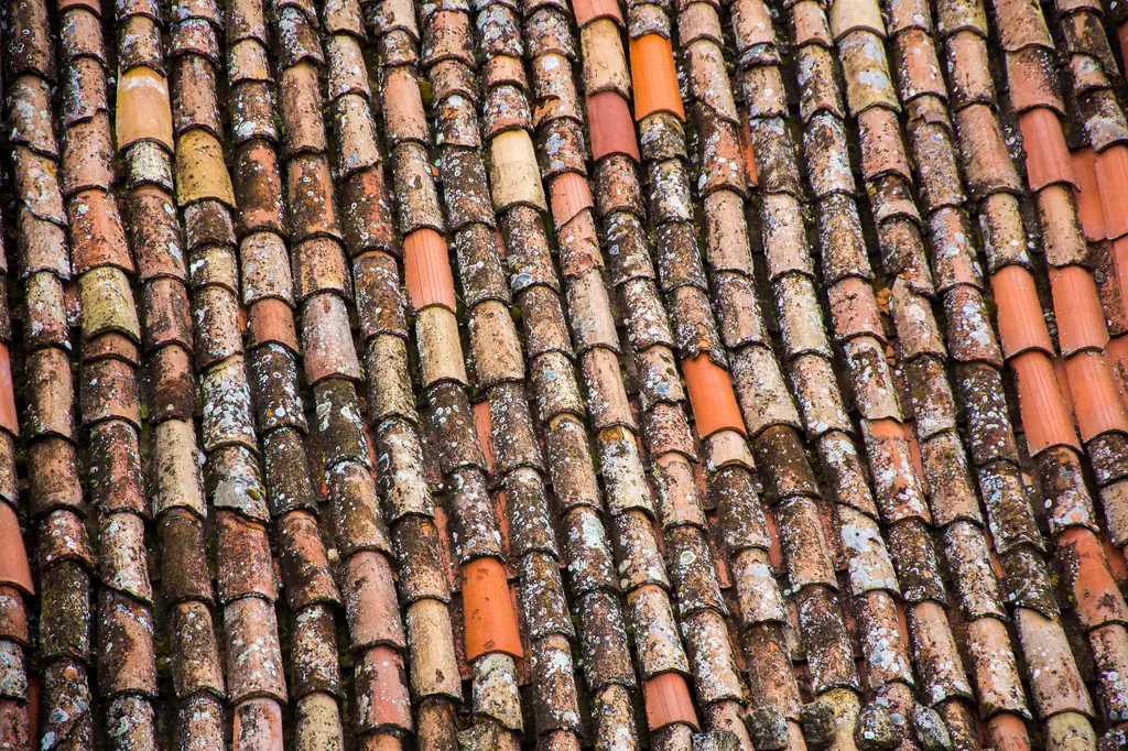 Moss and lichen growing on old roof tiles before roof cleaning, The Drain Masters